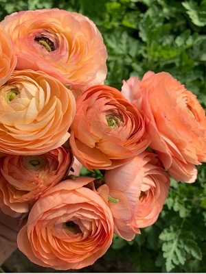 RANUNCULUS Salmon